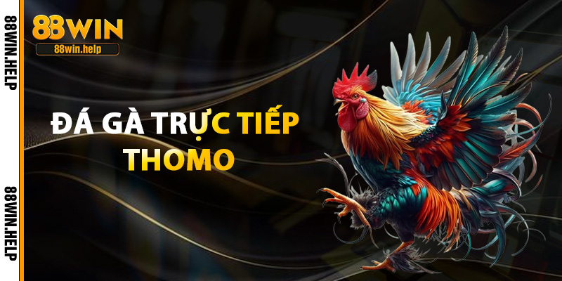 Đá Gà Trực Tiếp Thomo – Sới Gà Campuchia Đỉnh Cao 2025 1 đá gà trực tiếp thomo